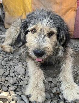 Rocky von kettenlos - Bollingstedt