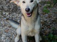 Freundliche Junghündin Lucy 💕 - Laufen