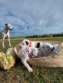 🐾 Dalmatinerwelpen –  Schwarz / Weiß und Braun/ Weiß 🐾 in 99718