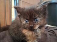 ❤Zuckersüßes Maine coon Kitten ❤ - Bad Berneck (Fichtelgebirge) Zentrum