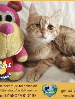 Arielle sehnt sich nach einem Zuhause! - Waakirchen