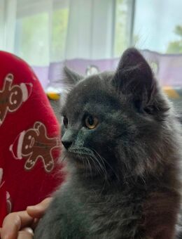 Britisch Langhaar Kater - Worms