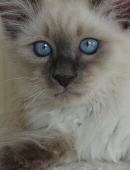 Heilige Birma Kitten Kater Katze Mika ist Abholbereit - Ramsen CH