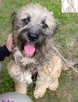 Buba das genügsame Hundemädchen - Kissing