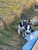Border Collie Welpen in 09633