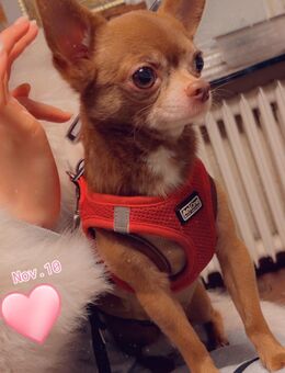 Chihuahua abzugeben - Kiel