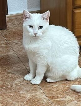 Neka; hat viel gelitten - Geilenkirchen