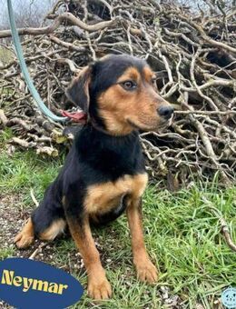 Neymar VA - sensibel, freundlich - Rheine