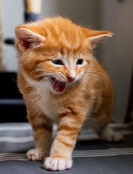 Main Coon Mix - Rehburg-Loccum