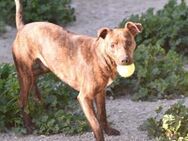 Galgo-Podencomix Ozzy sucht Zuhause - Berlin