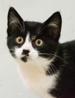 Frenan - Großerlach