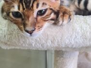 Bengalkitten mit WOW-Effekt! - Germersheim