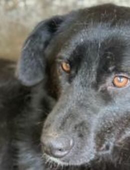 Pixel möchte sehr gefallen 🐾 - Elsdorf (Nordrhein-Westfalen)