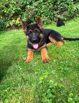Reinrassige Deutsche Schäferhund Welpen - Detmold Zentrum