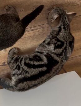 BKH Britisch-Kurzhaar Kitten in Gold und Gold-Tabby - Petersberg (Hessen)