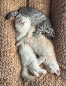 BKH Kitten zu verkaufen ( 2 Monate ) - Köln