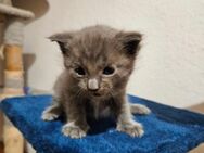Meine coon kitten - Büchenbach