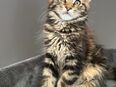 Reinrassiges Maine Coon Kitten Caruso mit Abstammungsnachweis in 46238