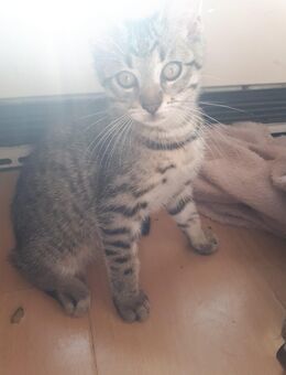 Süsses Katzen baby sucht ein Zuhause - Bottrop