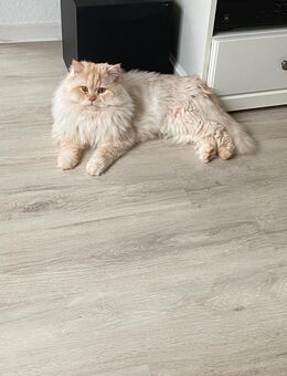 Großer Kater Shirazi - Kassel