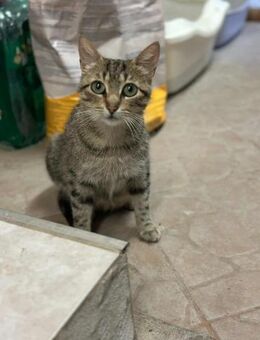 Tigermädchen Flia sucht ihre Familie - Margetshöchheim