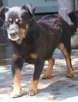 Denver - kleiner Mann sucht Zuhause - Berlin