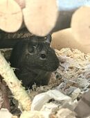 2 Degu männchen, ca. 1 Jahr alt suchen neues, liebevolles Zuhause in 89073
