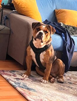 *OEB*Old Englisch Bulldog Rüde - Walsleben