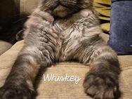 Maine Coon Black Smoke Kitte - Whisky - Gütersloh