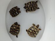 Biete Babys Griechischer Landschildkröten "Testudo hermanni" aus eigener Nachzucht an - Köln