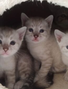 Bengal Snow Seal Mink Kitten Reinrassig zur Reservierung frei - Werther (Westfalen) Zentrum