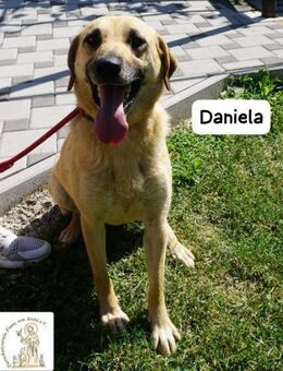 Daniela Wenn Sanftmut ein Fell hätte.. - Kissing
