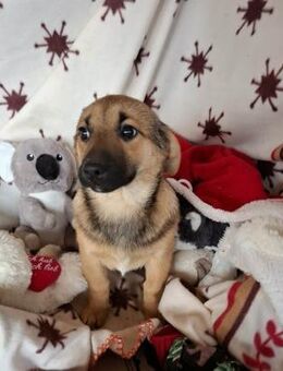 Amalia soll nicht in Rumänien aufwachsen - Blankenheim (Nordrhein-Westfalen)