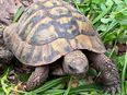 2 männliche Griechische Landschildkröten (NZ 2007) in 77971