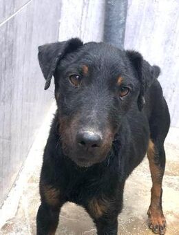 Buba typisch Terrier Ho - Ludwigshafen (Rhein)