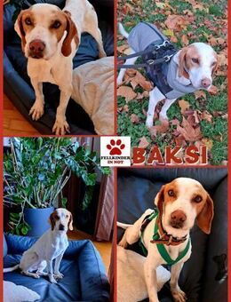 Baksi / Benni Bracke Mischling Rüde - Margetshöchheim
