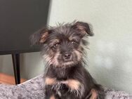 💞Annie 💞4 Monate Yorki-Mischling - Kassel