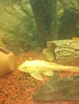 Wabenschilders Albino - Lambsheim
