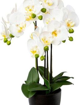 Kunstorchidee Phalaenopsis im Resintopf Orchidee Phalaenopsis, Creativ green, Höhe 55 cm, mit Real-Touch-Blüten