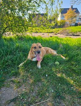 Malinoi Labrador Hündin in gute Hände abzugeben - Neukirchen-Vluyn