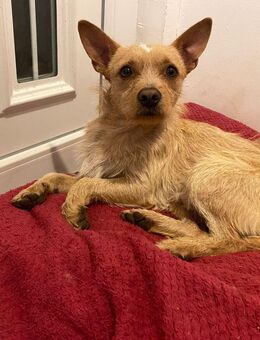 Unser niedlicher Berni sucht sein Körbchen 1,5 J , kastriert und 30 cm groß - Hohe Börde