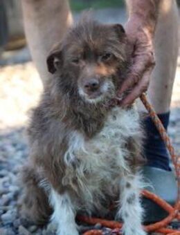 Inky - verschmuste, kleine Hündin - Lohra