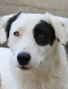 Kiba, geb. ca. 06/2023, Griechenland - Markdorf