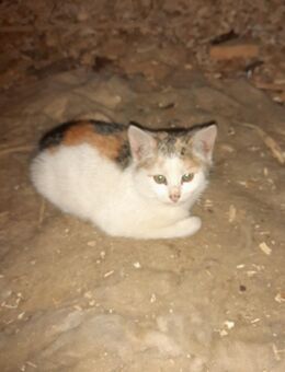 Junge Katzenmädls - Stubenberg