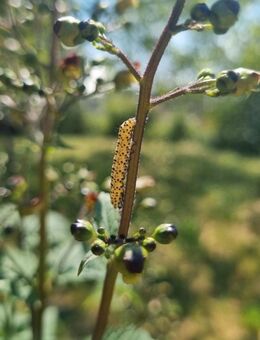 Knotige Braunwurz (Scrophularia nodosa) - Horgenzell