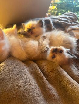 Heilige Birma Kitten - Murchin