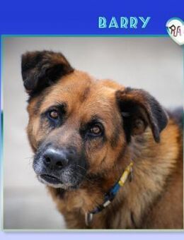 Barry - Hundeopi sucht einen Einzelplatz - Alfeld (Leine)