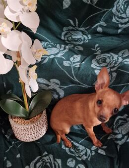 ❤️Chihuahua-Zwergpinscher-Mix❤️ - Rieden (Rheinland-Pfalz)