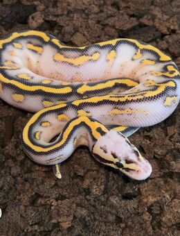 Super Pastel Highway - Schwelm