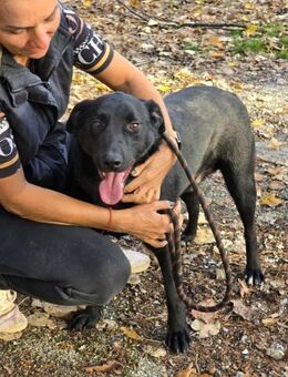 Zuwendungsbedürftiger netter ASRIEL ♥️ - München